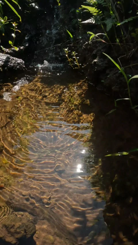 Vertical footage of a small mountain river with clear water Stock Footage 319812666