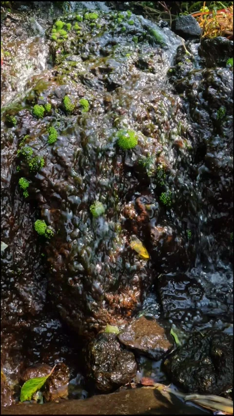 Vertical footage of a small mountain waterfall covered with green moss. Stock Footage 319812582
