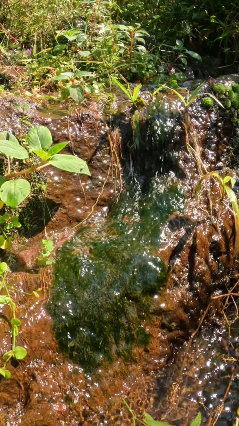 Vertical footage of a small mountain waterfall covered with green moss Видео 319812677