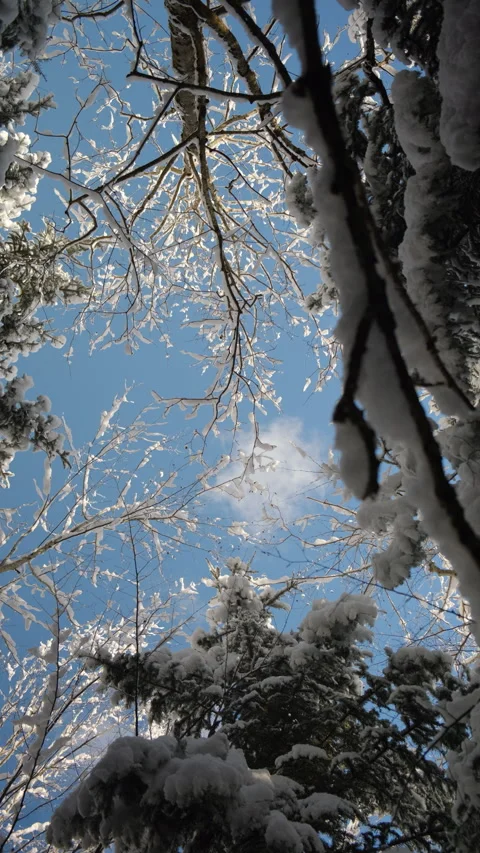 Vertical footage of snow-covered forest and sky. White fluffy snow lying Stock Footage 300944664