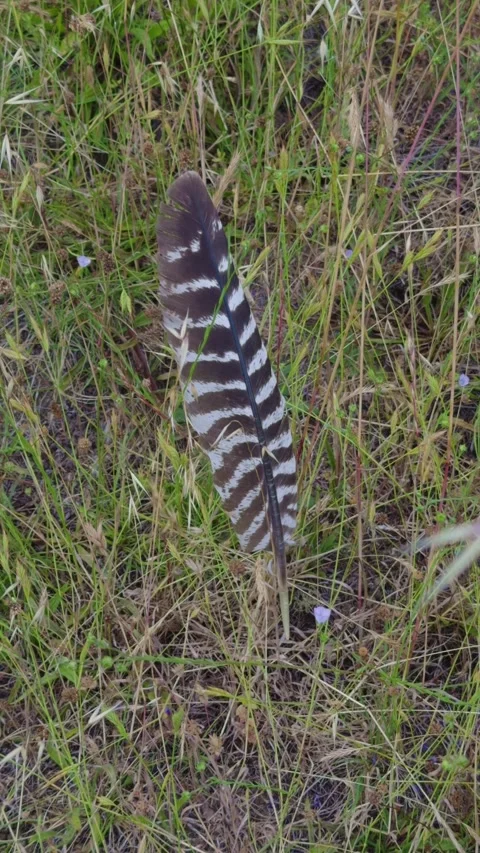 Vertical footage of a striped hawk feather stuck upright in grass Stock Footage 336524176