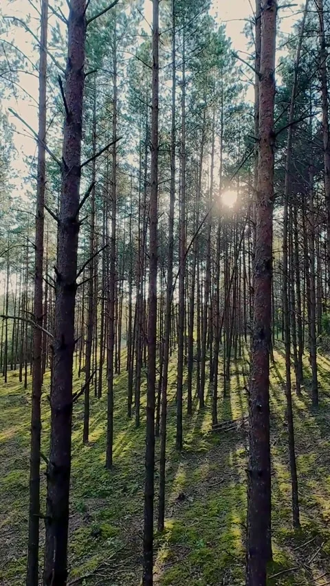 Vertical footage of sunlight filtering through tall pine trees, casting long Stock Footage 288087279