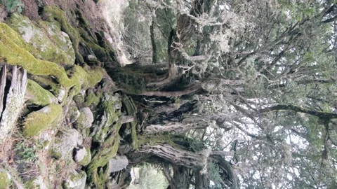 Vertical footage of Tejo  de Barondillo (Yew tree of Barondillo).  Stock Footage 219306352