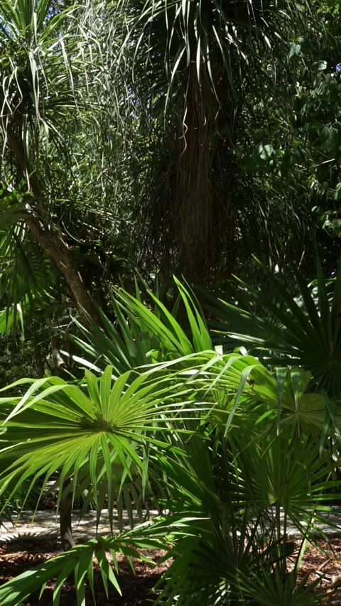 Vertical footage in tilted tropical forest Vídeos de archivo 203836375
