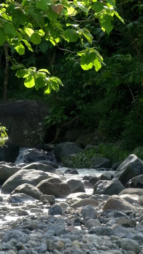 Vertical footage of a tropical rainforest river Stock Footage 336830286