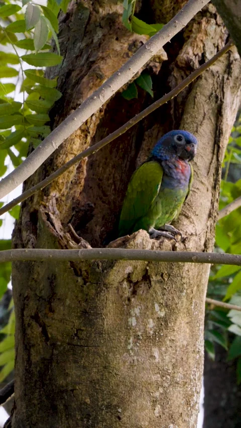 Vertical footage of two Blue-headed parrots Pionus menstruus entering nest in Stock Footage 319826019