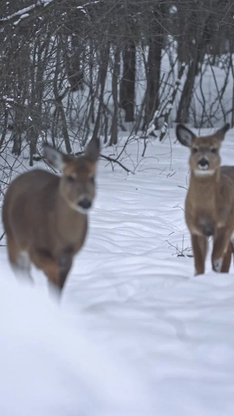Vertical Footage of Two Deer Walking Through Snow in Winter Stock Footage 336339780
