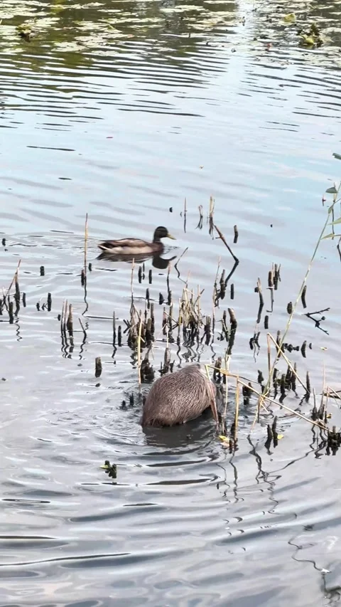Vertical footage of two wild nutria eating aquatic plants in a serene river.. Video stock 347673065