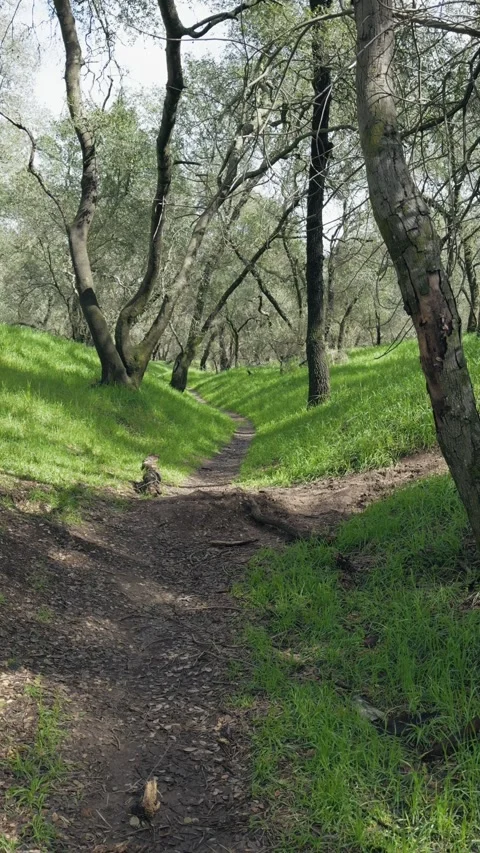 Vertical footage walking through oak grove in winter Stock-Footage 329934787