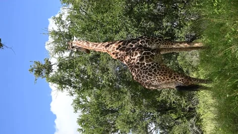 Vertical footage of wild giraffe 스톡 동영상 155458192