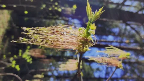 Vertical footage of a young tree branch sways in a wind. Stock Footage 330040098