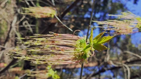 Vertical footage of a young tree branch sways in a wind. Stock Footage 330332071