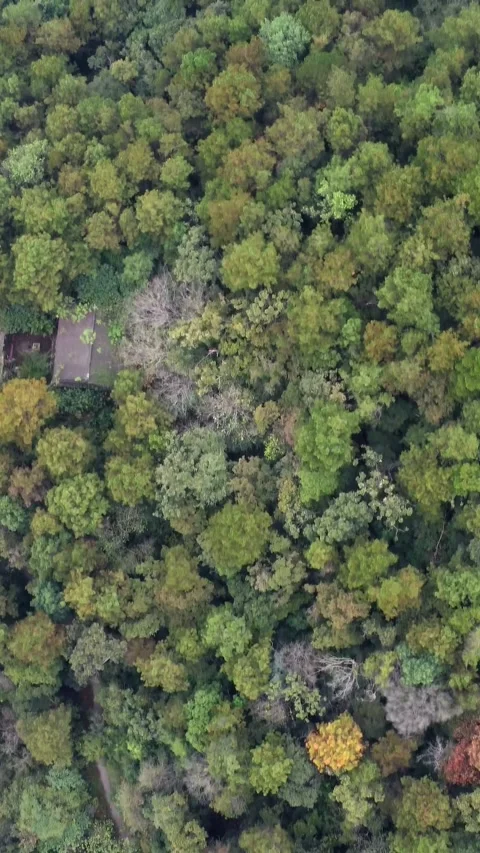 Vertical Forest Aerial View Drone Nature Landscape Green Motion Stock Footage 327679926
