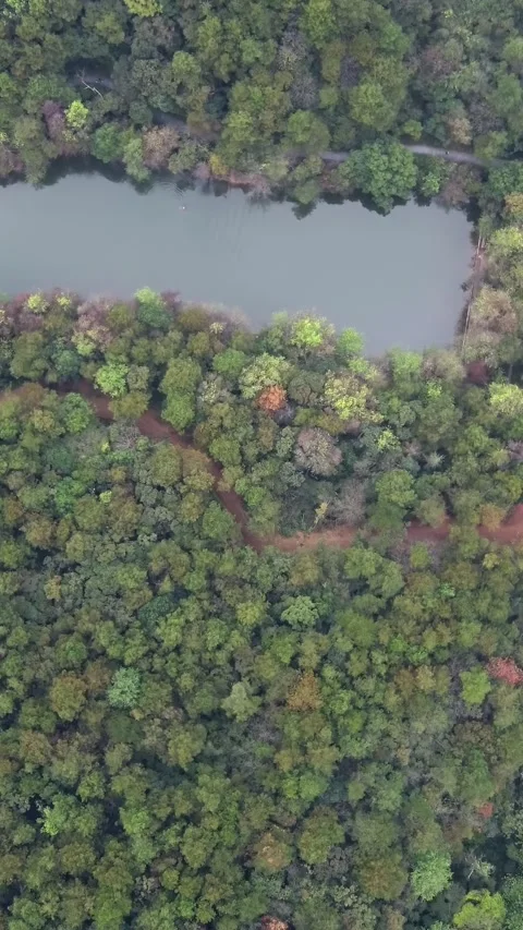 Vertical Forest Aerial View Drone Nature Landscape Green Motion Stock Footage 327679934