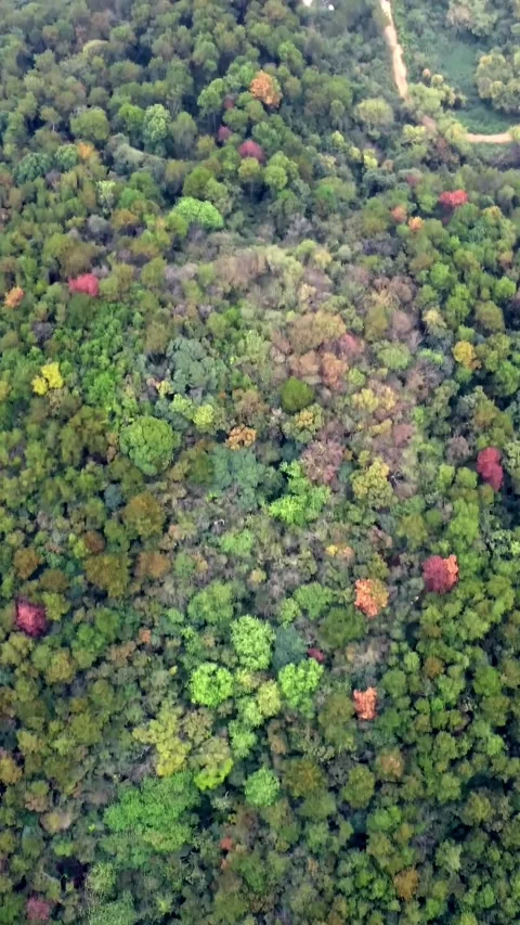 Vertical Forest Aerial View Drone Nature Landscape Green Motion Stock Footage 327679939