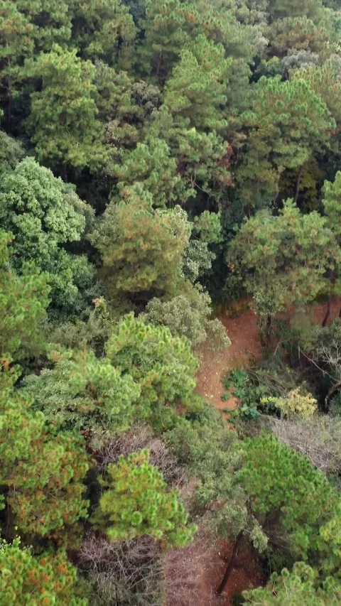Vertical Forest Aerial View Drone Nature Landscape Green Motion Stock Footage 327679957