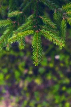 Vertical forest background of spruce tree branches Stock Photos