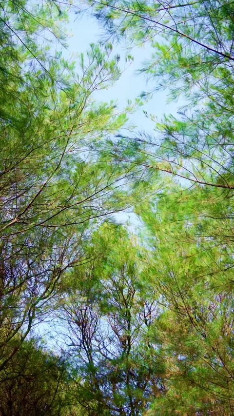 Vertical Forest Canopy With Blue Sky Stock Footage 337527520