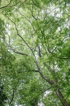 Vertical Forest Canopy Portrait with Dramatic Twisting Branches Stock Photos
