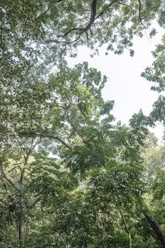 Vertical forest canopy view with an open sky gap Stock Photos