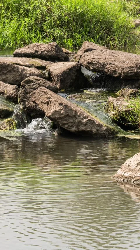 Vertical Forest Creek Stream Timelapse with Flowing Water and Morning Sunlight Stock Footage 327600389