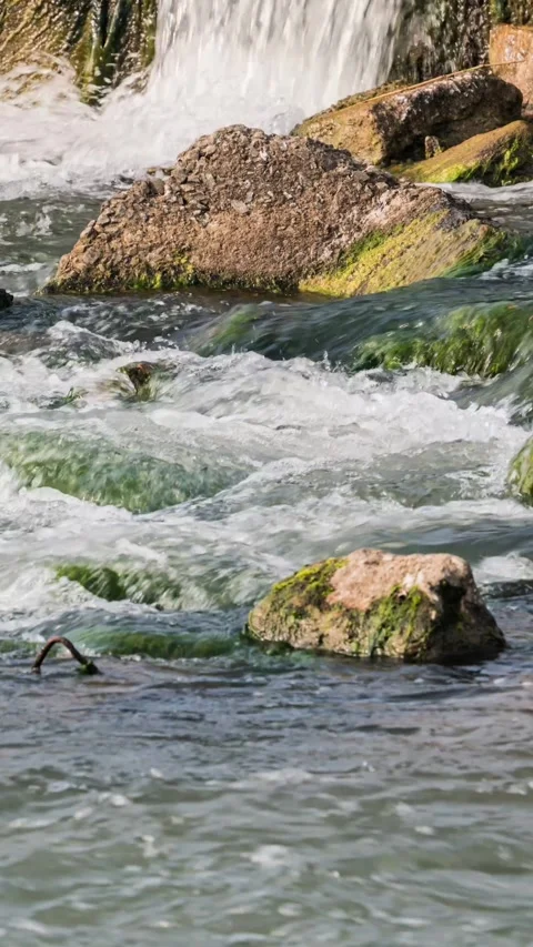 Vertical Forest Creek Stream Timelapse with Flowing Water and Morning Sunlight Stock Footage 327600457
