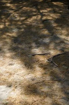 Vertical Forest Floor With Shadow Patterns Stock Photos