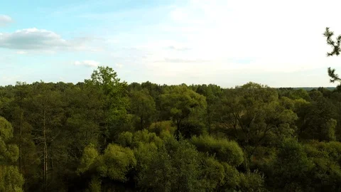 Vertical forest panorama. Stock Footage 95757166