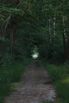 Vertical forest with pathway Foto stock