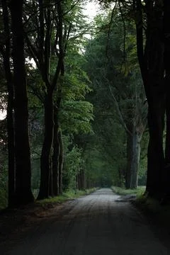 Vertical forest with pathway Foto stock