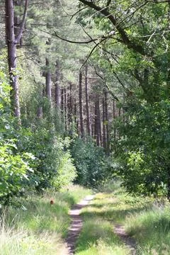 Vertical forest with pathway Foto stock
