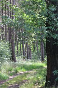 Vertical forest with pathway Stock Photos