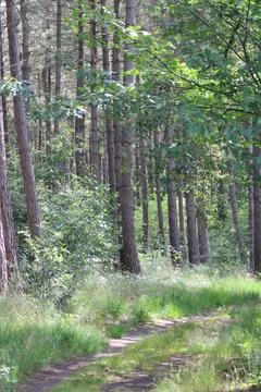 Vertical forest with pathway Stock Photos