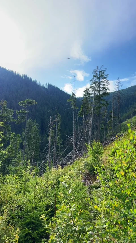 Vertical Forest Scene Beneath Mountains with Few Standing Dry Trees Video stock 312951782