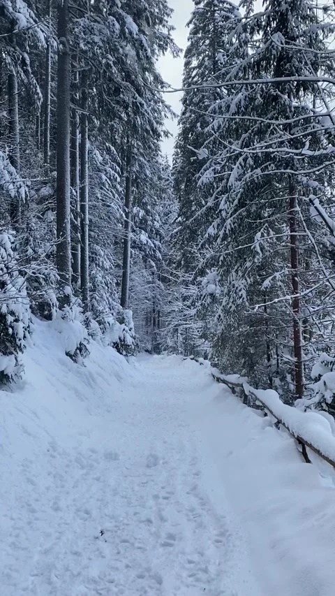 Vertical forest in snow, Lake in winter tale Stock Footage 166307587