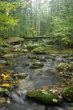 Vertical Forest Stream Scene with Mossy Boulders and Autumn Leaves Stock Photos
