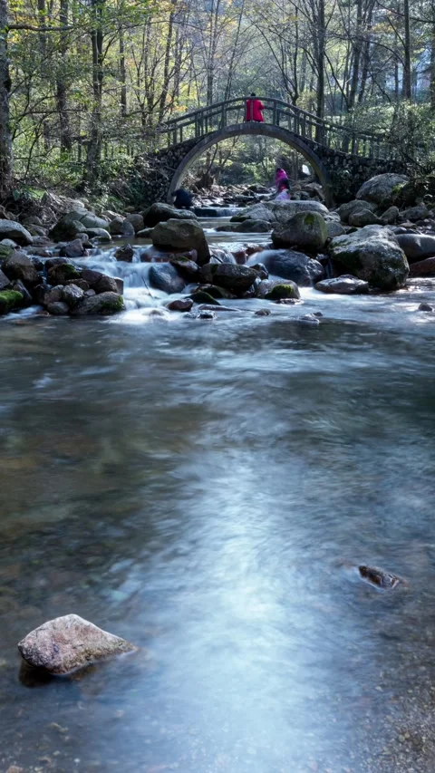 Vertical Forest Stream Water Flow Nature Landscape Motion Timelapse Stock Footage 327672201