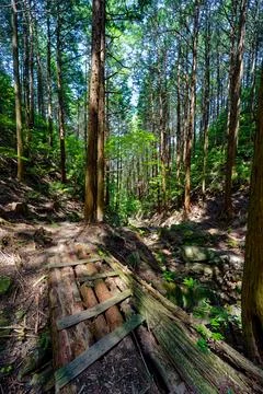 Vertical forest trail with cedar trees in Fukuoka Japan Stock Photos
