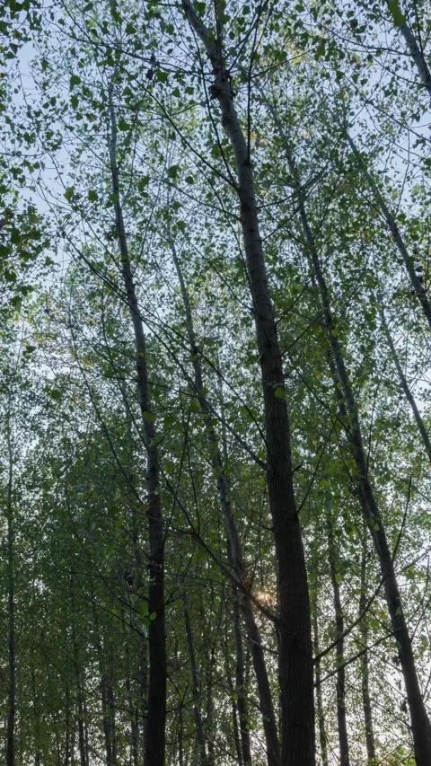 Vertical Forest Woods Sunset Sunbeam Nature Landscape Motion Timelapse Stock Footage 327671760