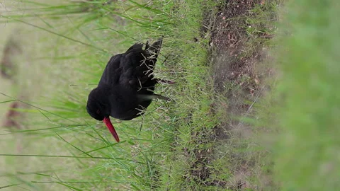 Vertical format black oystercatcher bird portrait in green grass Stock Footage 328200292