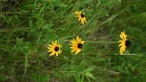 Vertical format close up of a group of bright yellow Black-eyed Susan  Stock Footage 135949591