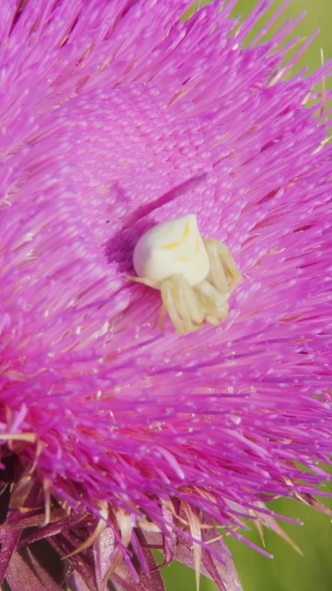 Vertical format close-up of a tiny white spider camouflaged on a fluffy pink Stock Footage 337009608