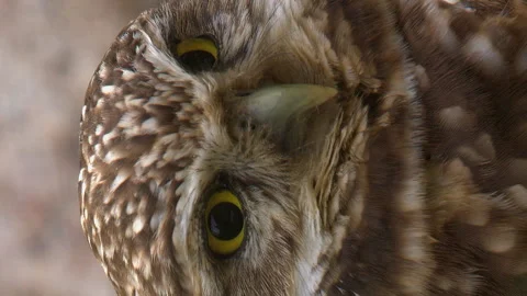 Vertical format closeup of adorable owl face as it turns to face camera Stock Footage 335124754