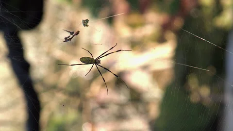 Vertical format: CU spider hangs in web, defocused movement behind Stock Footage 328590678