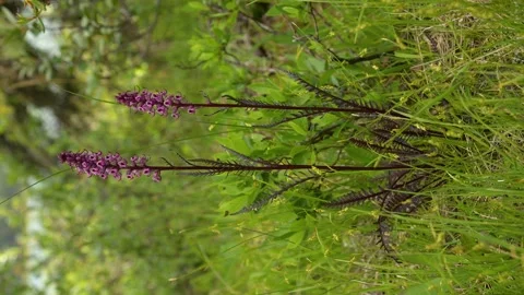 Vertical format of dark purple elephanthead wildflowers in a lust green setting. Stock Footage 153850144