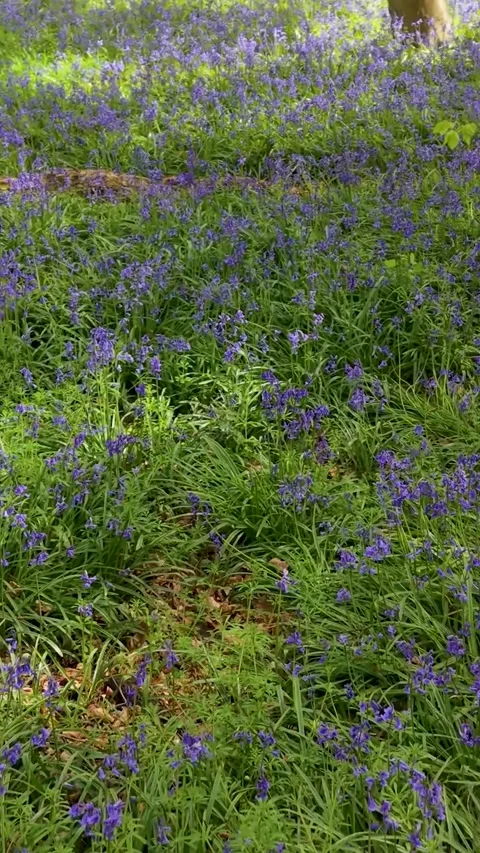 Vertical format drone flight over bluebells in beech woodland, by tree trunks Stock Footage 333772814