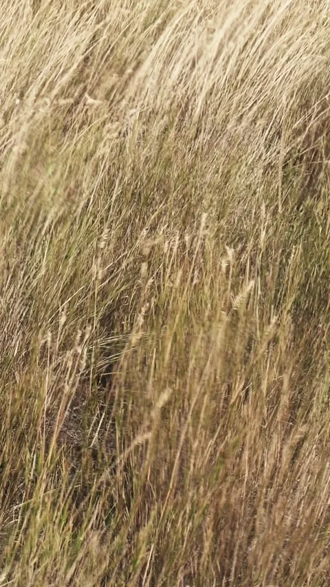 Vertical format of dry grass blowing in a strong wind Stock Footage 286903737
