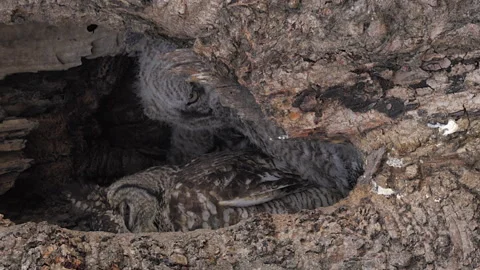 Vertical format eagle owl chick peeks out from tree hole nest by mom Stock Footage 333936638