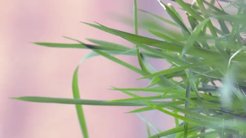 Vertical format: Grass blowing against pink sky bokeh background Stock Footage 328200299