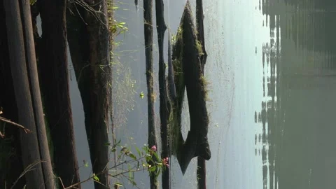 Vertical format of lake landscape with floating logs. Stock Footage 150779945